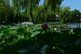 公园风景
