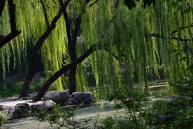 公园风景 
