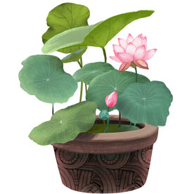荷花