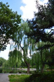 公园风景 