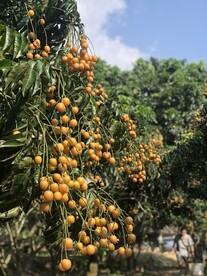 黄皮
