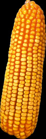 玉米