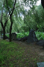 公园风景 