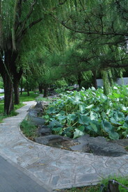 公园风景