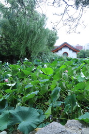公园风景