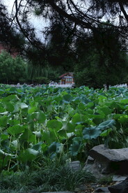 公园风景 