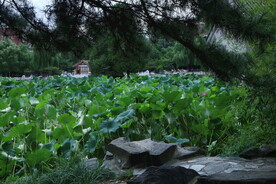 公园风景