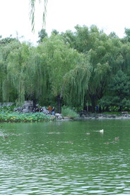 公园风景 