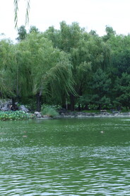 公园风景