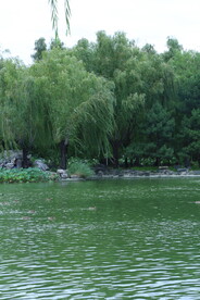 野鸭戏水
