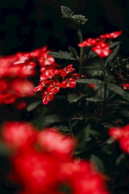 美女樱红色花朵背景