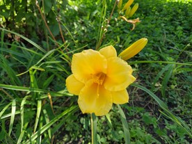 花卉图片