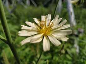 野花