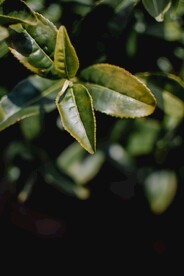 茶叶 
