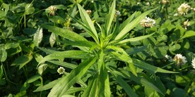 花草图片