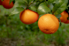 沃柑 果园基地 水果摄影 果林