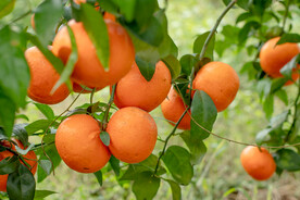 沃柑 果园基地 水果摄影 果林