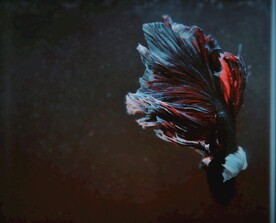 斗鱼             