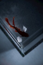 斗鱼             