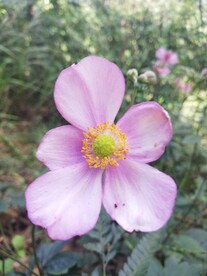 野棉花