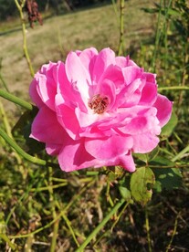 粉色月季