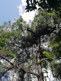 松树树干