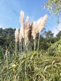 芒草