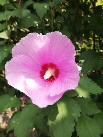 木槿花