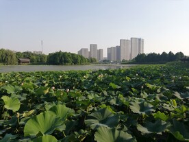 荷塘荷花池