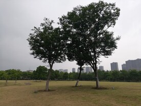 草地树木