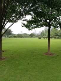 绿草地