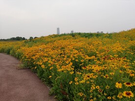 黑心金光菊