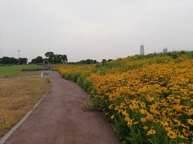 黑心金光菊