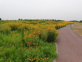 黑心金光菊