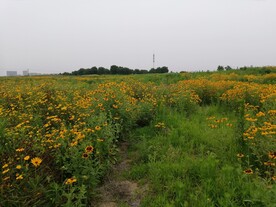 黑心金光菊花