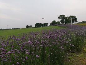 马鞭草