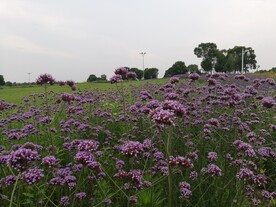 马鞭草