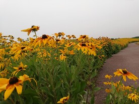 黑心菊金光菊