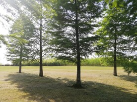 杉树