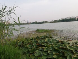 苏州澹台湖湿地公园风光莲花