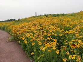 黑心金光菊