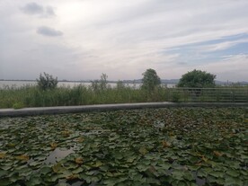 湿地公园莲池荷花池