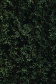 黄柏叶子背景植物背景