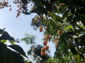 黄皮