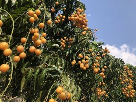黄皮