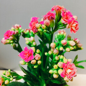 长寿花