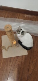 猫咪
