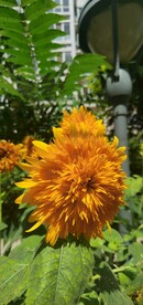 葵花