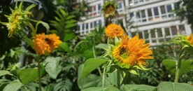 葵花