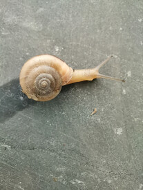 蜗牛